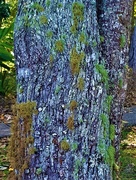 25th Oct 2020 -  Colourful Lacey Lichen ~      