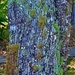  Colourful Lacey Lichen ~       by happysnaps