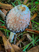 24th Oct 2020 - Flapper Fungi