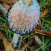Flapper Fungi by marylandgirl58