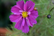 23rd Oct 2020 - Ladybug in Cosmos
