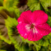 Last of the Geraniums by clivee