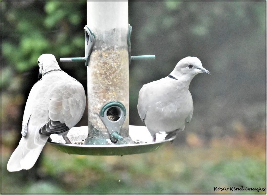 Collared doves by rosiekind