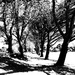 Trees of Keurboom #9 by eleanor