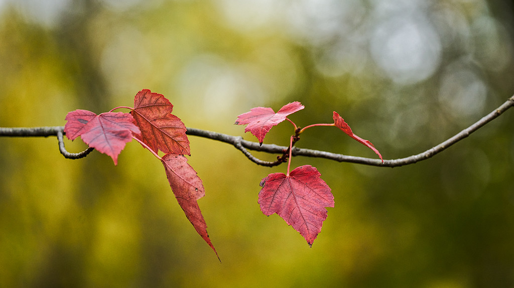 Autumn Themed Branch by gardencat