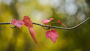 24th Oct 2020 - Autumn Themed Branch