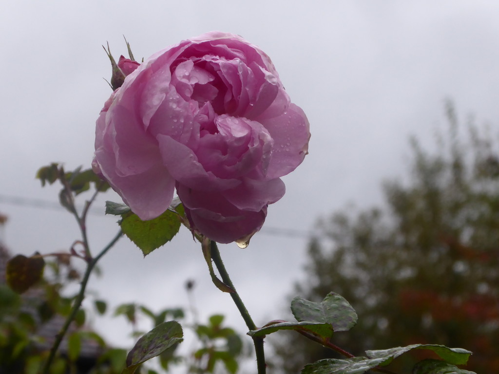 roses in the rain by snowy