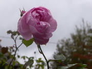 24th Oct 2020 - roses in the rain