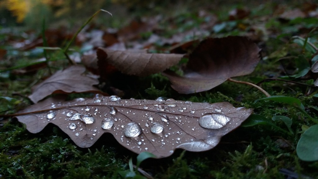 Leaf veins in raindrops by kclaire