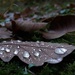 Leaf veins in raindrops by kclaire