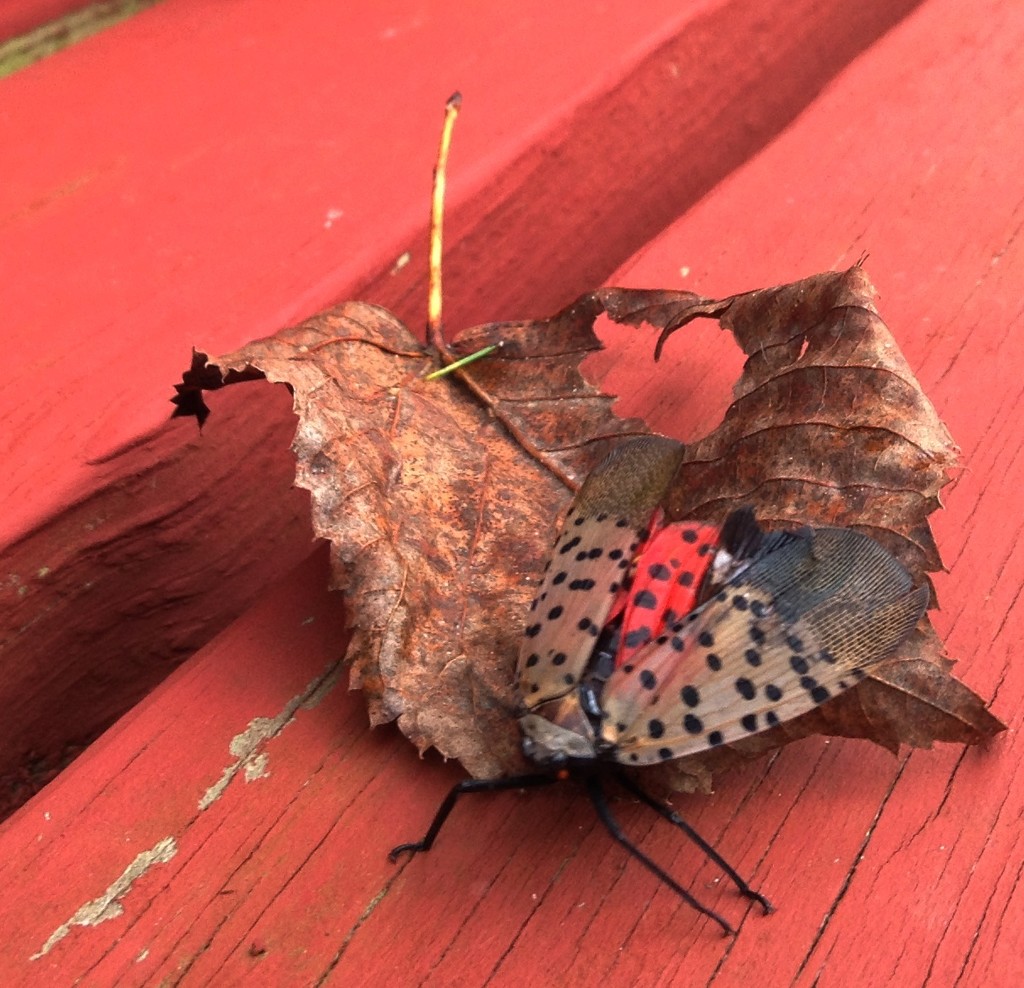 Day 297: Spotted Lantern Fly by jeanniec57