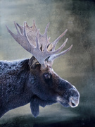 24th Oct 2020 - Moose for Textures  