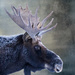Moose for Textures   by jgpittenger