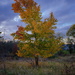 Fall Tree by ramr
