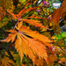Autumn Leaf. by tonygig
