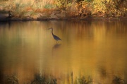 13th Oct 2020 - Heron on Gold