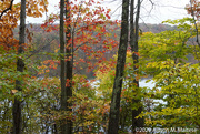 24th Oct 2020 - Fall Color 2