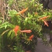 Goldfish plant comes inside  by kchuk