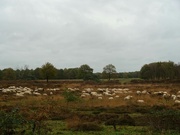 25th Oct 2020 - flock of sheep