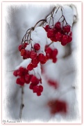 11th Jan 2011 - Red White & Berries