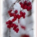 Red White & Berries by bluemoon