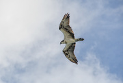 24th Oct 2020 - Osprey on the hunt