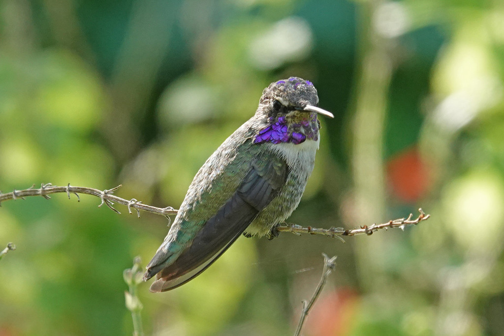 Costa's Hummingbird by annepann