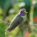 Costa's Hummingbird by annepann