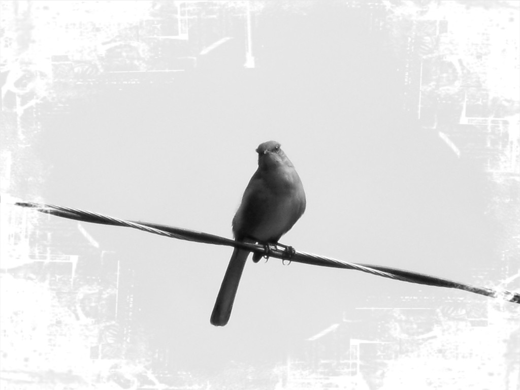 Mean ol' mocking bird on the wire... by marlboromaam
