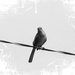 Mean ol' mocking bird on the wire... by marlboromaam