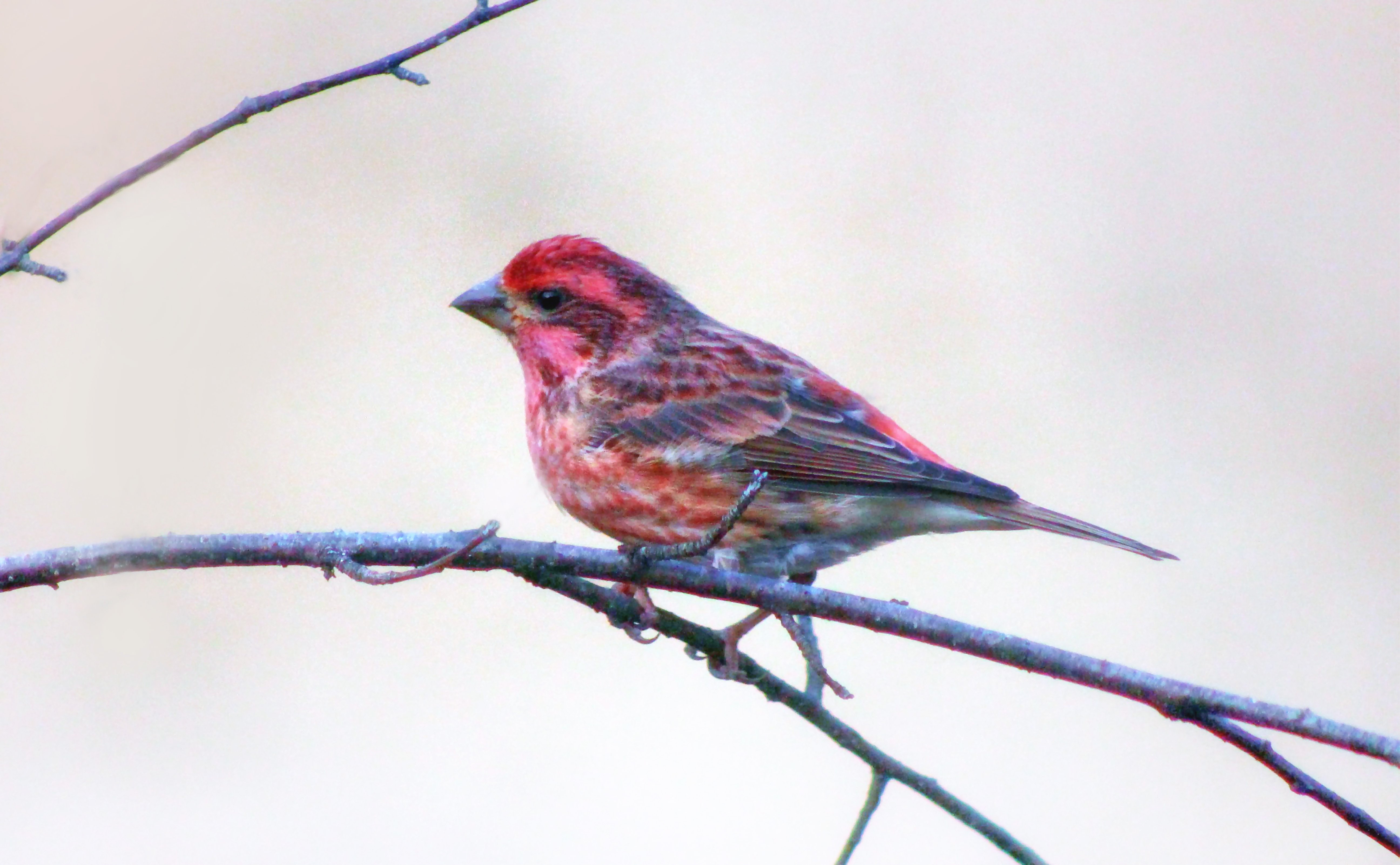 Purple Finch Or Pine Grosbeak? by Junan Heath · 365 Project