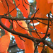 Autumn Branch by april16