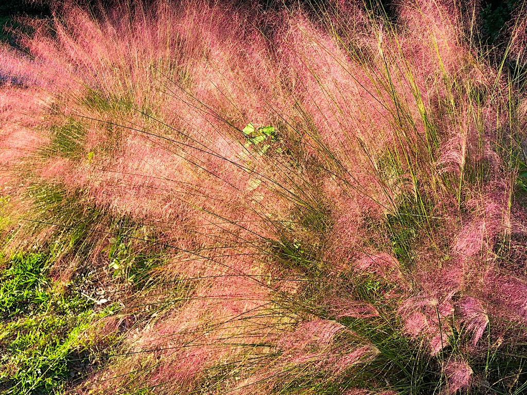 Sweet grass in full bloom by congaree