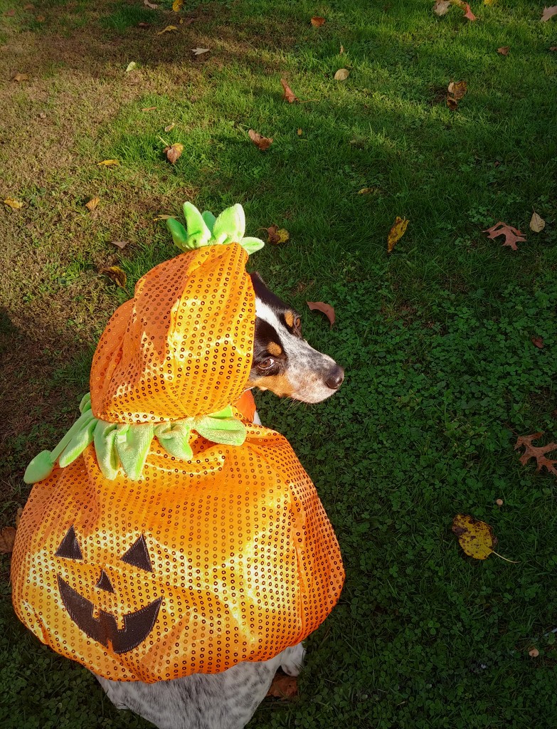 Doggy Pumpkin  by jo38