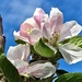 Apple blossom by sandradavies