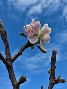 24th Oct 2020 - Apple blossom 