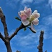 Apple blossom  by sandradavies