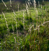 20th Oct 2020 - Sun Kissed Grasses (1 of 1)