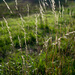 Sun Kissed Grasses (1 of 1) by theredcamera