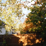 24th Oct 2020 - Late Afternoon Sunlight and Shadow