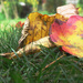 More Autumn Leaves by april16