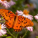 Gulf Fritillary Butterfly! by rickster549