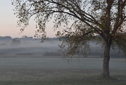 4th Oct 2020 - Foggy Fall Morning