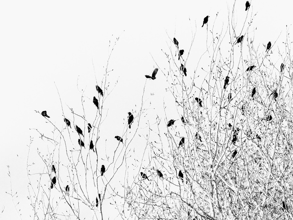 Grackle silhouettes  by amyk