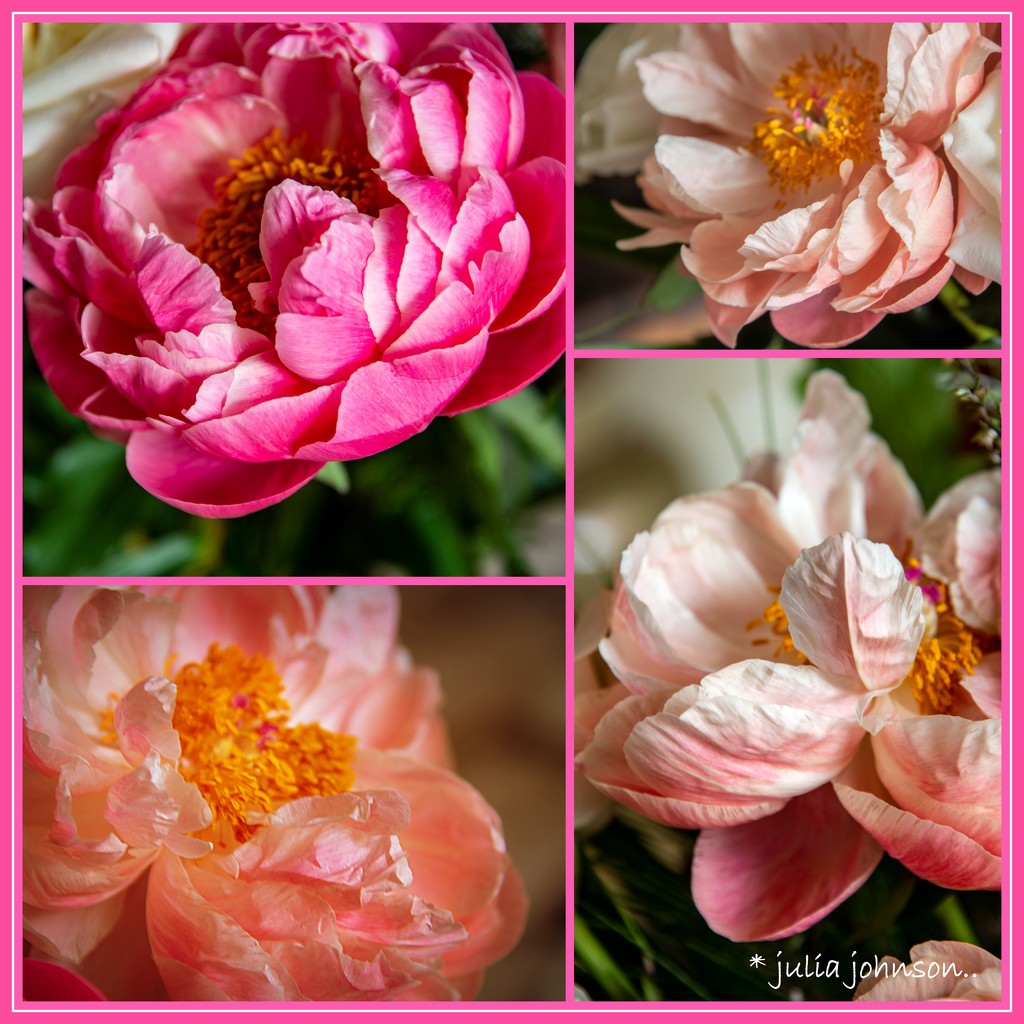 Colours of the Peonies... by julzmaioro