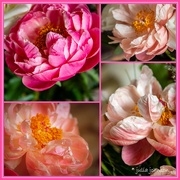 25th Oct 2020 - Colours of the Peonies...