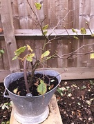 7th Oct 2020 - Nutty no leaves....
