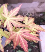 8th Oct 2020 - Autumn Oak leaves...