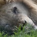 Sleeping Lion by kgolab
