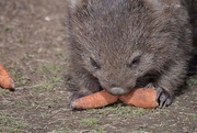 23rd Oct 2020 - Wombat